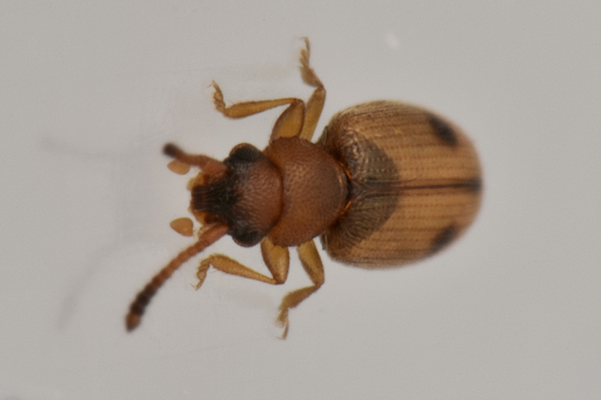 Silvanidae: Psammoecus bipunctatus